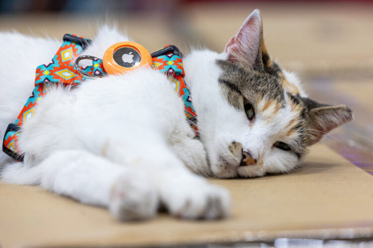 Purrfect ending: Missing  Virginia store cat found after  hitching a ride to another state